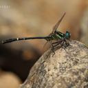 Image of Microgomphus farrelli imported from iNaturalist.