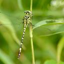 Image of Anisogomphus yingsaki imported from iNaturalist.