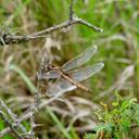 Image of Tauriphila risi imported from iNaturalist.