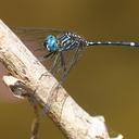 Image of Dythemis nigra imported from iNaturalist.