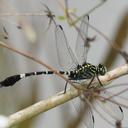 Image of Merogomphus pavici imported from iNaturalist.