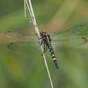 Image of Onychothemis tonkinensis imported from iNaturalist.