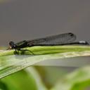 Image of Pseudagrion bicoerulans imported from iNaturalist.