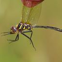 Image of Somatochlora ensigera imported from iNaturalist.