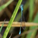 Image of Aciagrion africanum imported from iNaturalist.