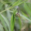 Image of Aethiothemis solitaria imported from iNaturalist.