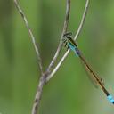 Image of Ischnura abyssinica imported from iNaturalist.