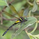 Image of Chlorogomphus auratus imported from iNaturalist.