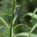 Image of Lestes pruinescens imported from iNaturalist.