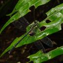 Image of Leptogomphus yayeyamensis imported from iNaturalist.