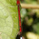 Image of Oxyagrion tennesseni imported from iNaturalist.