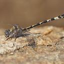 Image of Progomphus borealis imported from iNaturalist.