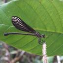 Image of Chalcopteryx scintillans imported from iNaturalist.