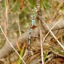 Image of Anax walsinghami imported from iNaturalist.