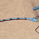 Image of Anax walsinghami