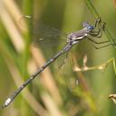 Image of Archilestes californicus imported from iNaturalist.