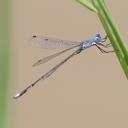 Image of Lestes simulatrix imported from iNaturalist.