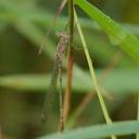 Image of Lestes tridens imported from iNaturalist.