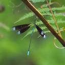 Image of Orolestes selysi imported from iNaturalist.