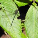 Image of Mesopodagrion tibetanum imported from iNaturalist.