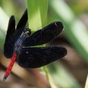 Image of Diastatops maxima
