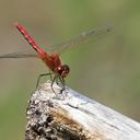 Image of Sympetrum internum imported from iNaturalist.