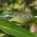 Image of Enallagma carunculatum imported from iNaturalist.