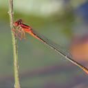 Image of Enallagma pictum imported from iNaturalist.