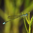 Image of Nehalennia gracilis imported from iNaturalist.