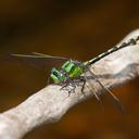 Image of Ophiogomphus aspersus imported from iNaturalist.