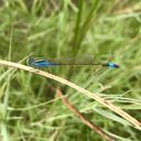 Image of Ischnura fountaineae imported from iNaturalist.