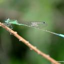 Image of Ischnura forcipata imported from iNaturalist.