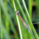 Image of Ischnura nursei imported from iNaturalist.