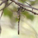 Image of Cordulegaster coronata imported from iNaturalist.