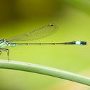 Image of Ischnura evansi imported from iNaturalist.