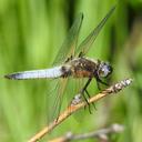 Image of Libellula fulva imported from iNaturalist.