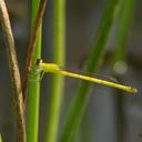 Image of Agriocnemis kalinga imported from iNaturalist.