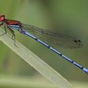 Image of Argia limitata imported from iNaturalist.