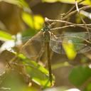 Image of Staurophlebia bosqi imported from iNaturalist.