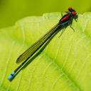 Image of Argia fulgida imported from iNaturalist.