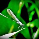 Image of Argia indocilis imported from iNaturalist.