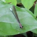 Image of Caliphaea nitens imported from iNaturalist.