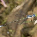 Image of Lestes apollinaris imported from iNaturalist.