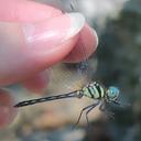 Image of Diplacina lisa