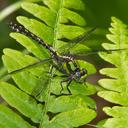 Image of Ophiogomphus carolus imported from iNaturalist.