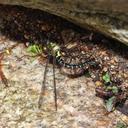 Image of Cephalaeschna patrorum imported from iNaturalist.