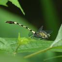 Image of Merogomphus vandykei imported from iNaturalist.