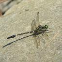 Image of Labrogomphus torvus imported from iNaturalist.