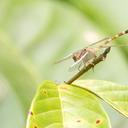 Image of Progomphus brachycnemis imported from iNaturalist.