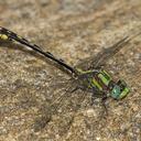 Image of Ophiogomphus edmundo imported from iNaturalist.